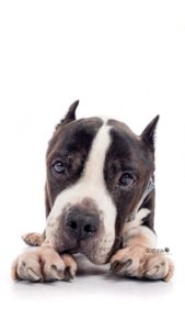 04115197-49A0-4F1F-AABD-800E0DC744B9 3