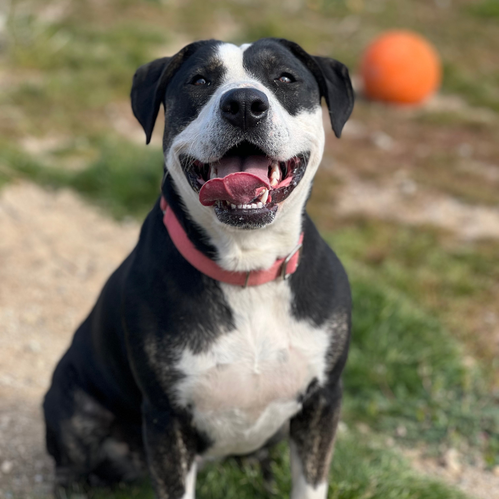 Oreo sitting outdoors during the Diesel Project program.