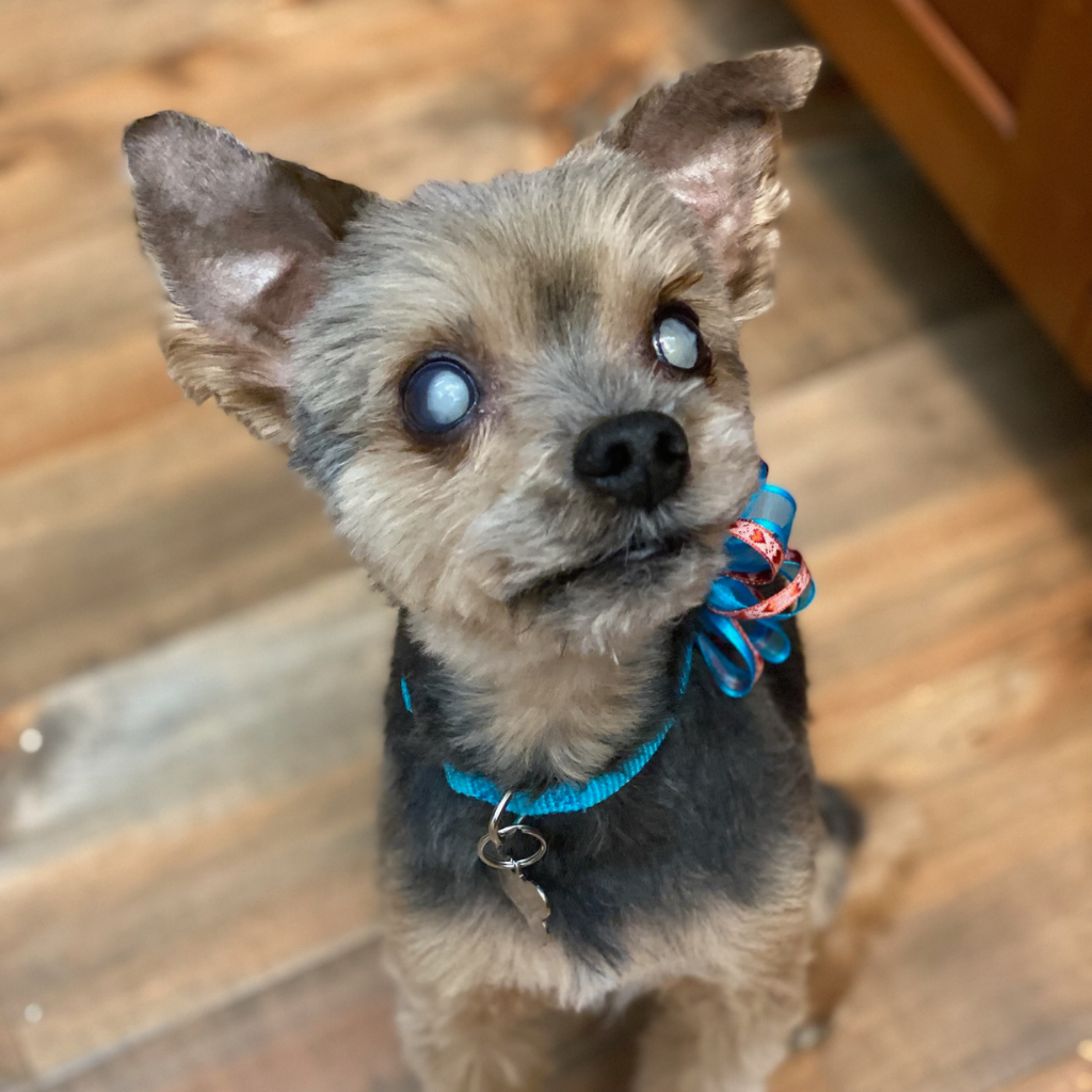 Forever Foster Cody waiting for a treat