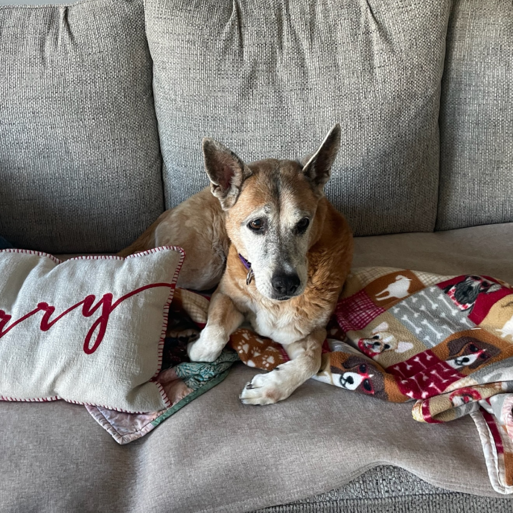 K9 Kismet forever foster Stevie