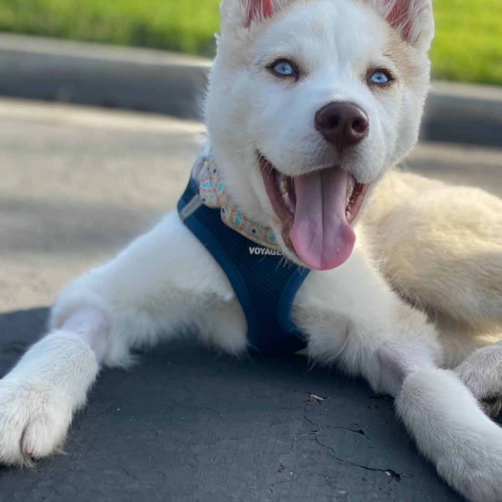 K9 Kismet Amigo Asher laying on the ground smiling as a puppy