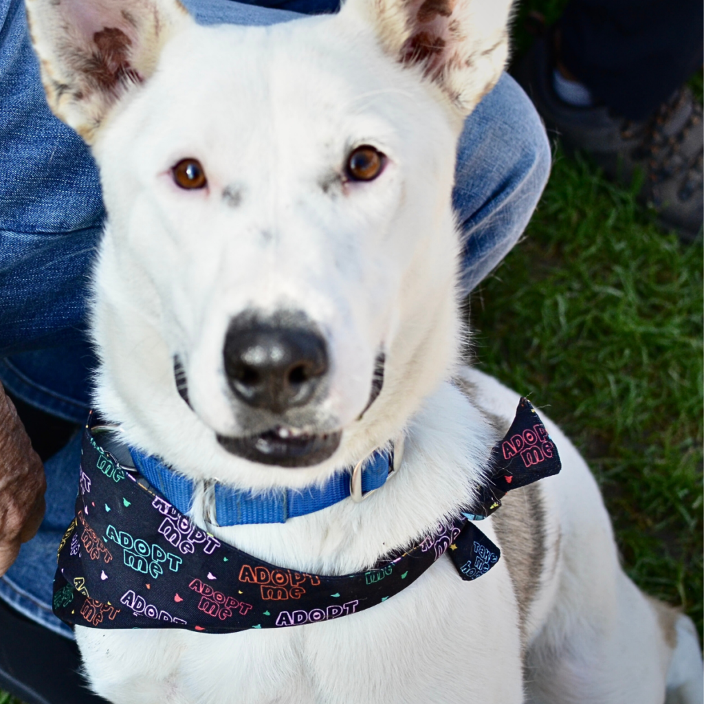 K9 Kismet Diesel Project dog Suki sitting at the feet of a volunteer, smiling