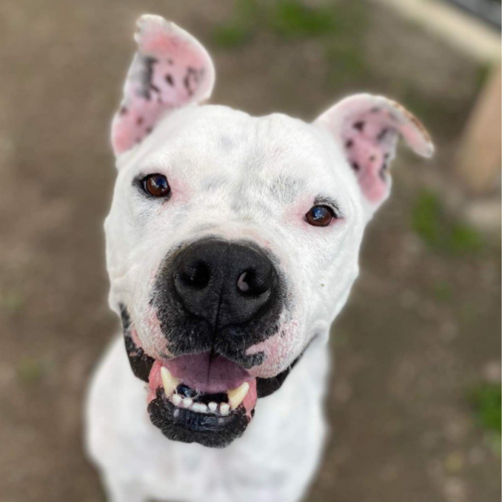 K9 Kismet Dog Diesel giving a big smile while outdoors