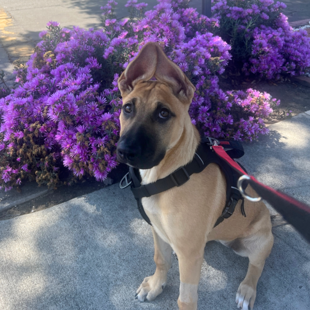 K9 Kismet alumni dog Rue