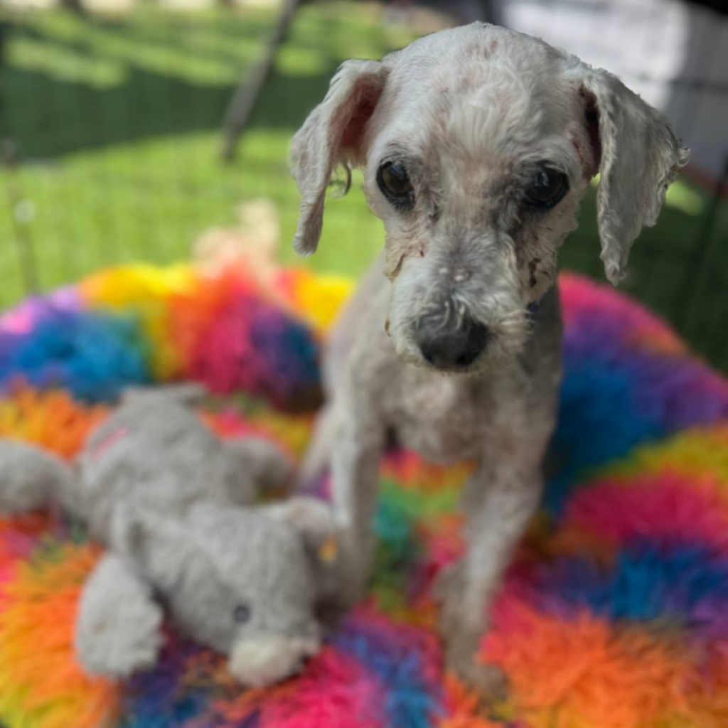 K9 Kismet forever foster Shadowfax