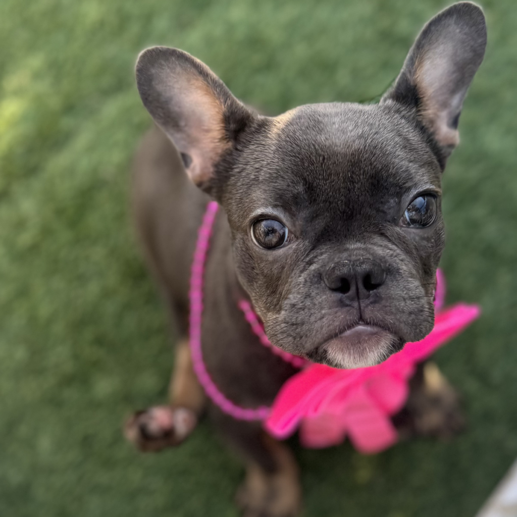 K9 Kismet dog Buttons in a pink bow